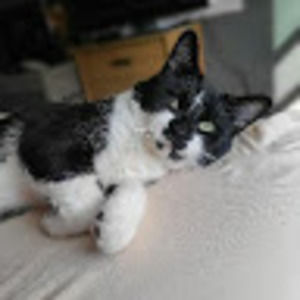 Meet your Posher, Sam